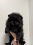 Szpic Miniaturowy Pomeranian Suczka typ Misia z Rodowodem