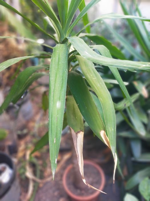 Yucca ou lírio de palmeira