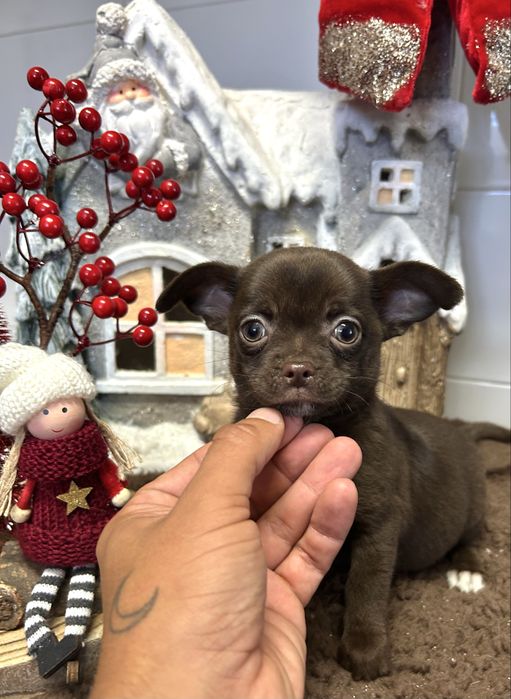 Menino chihuahua chocolate