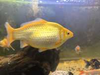 Vendo vários peixes