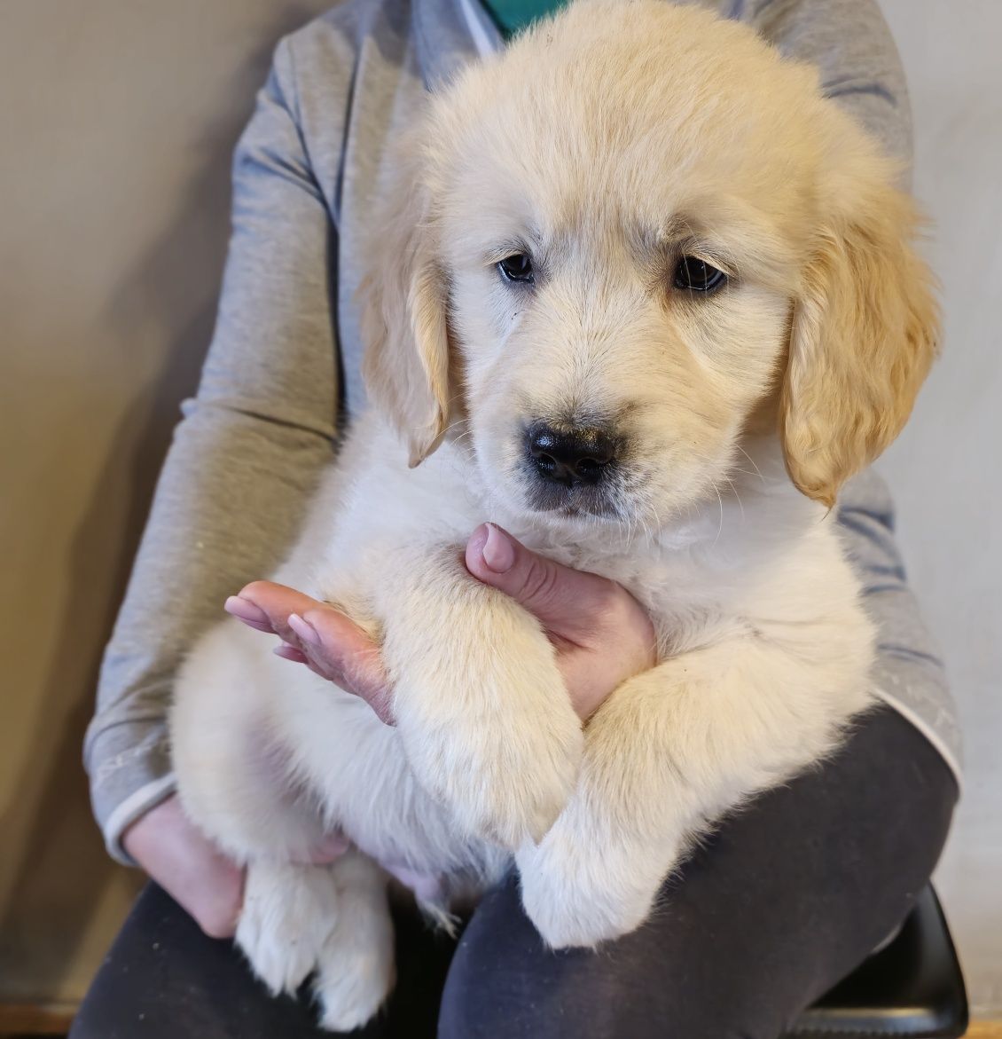 Golden Retriever szczeniak