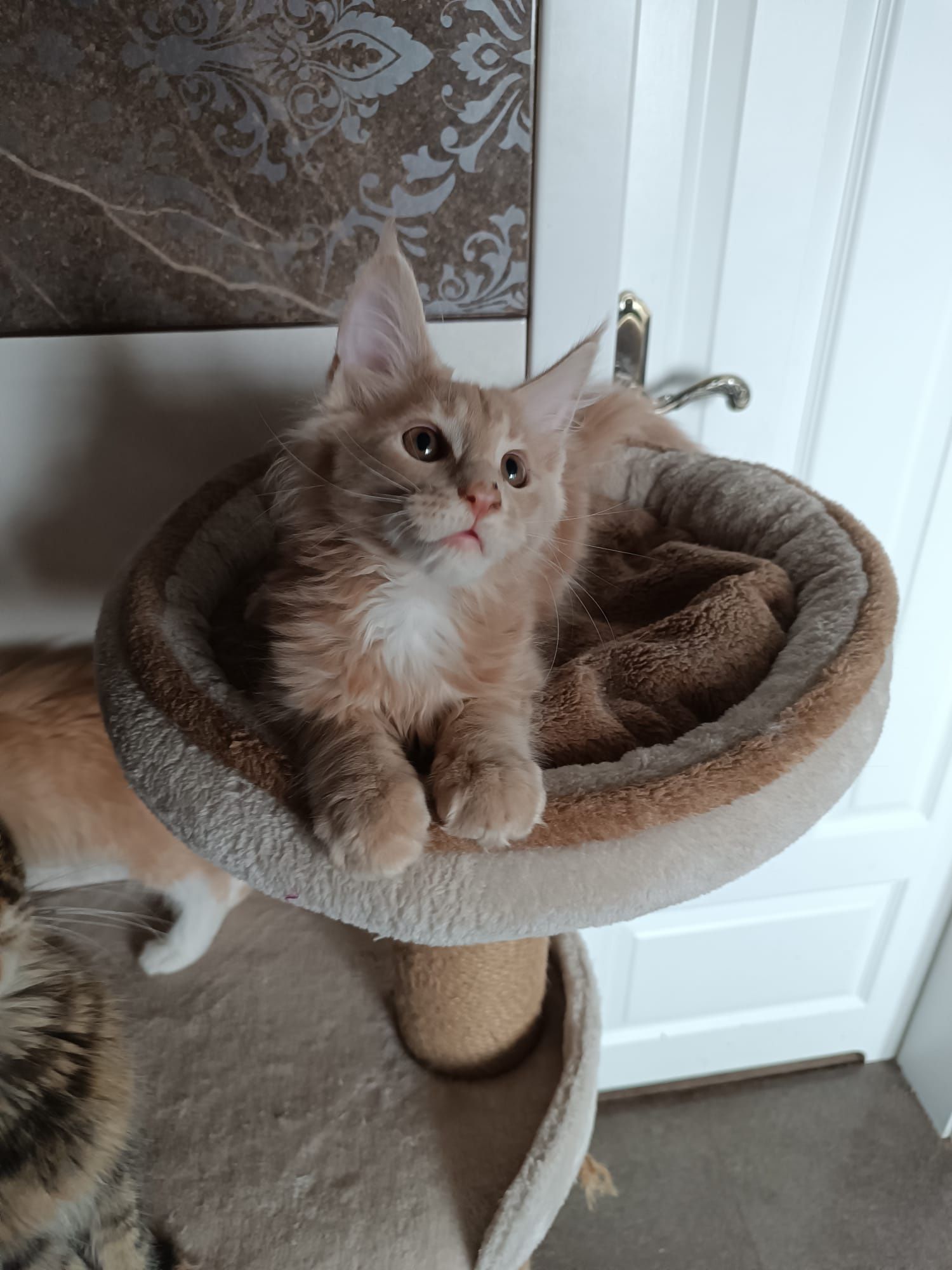 Maine coon FPL.Kotek,,kot rasowy
