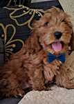 Piesek Cockapoo F1B