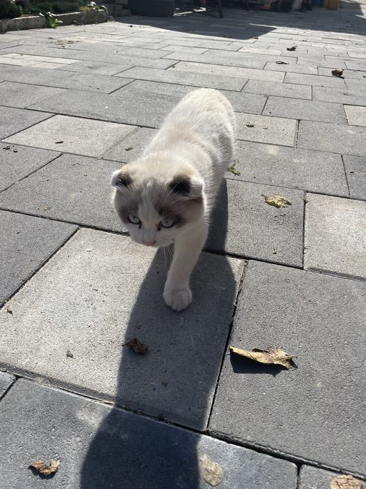 Британський висловухий