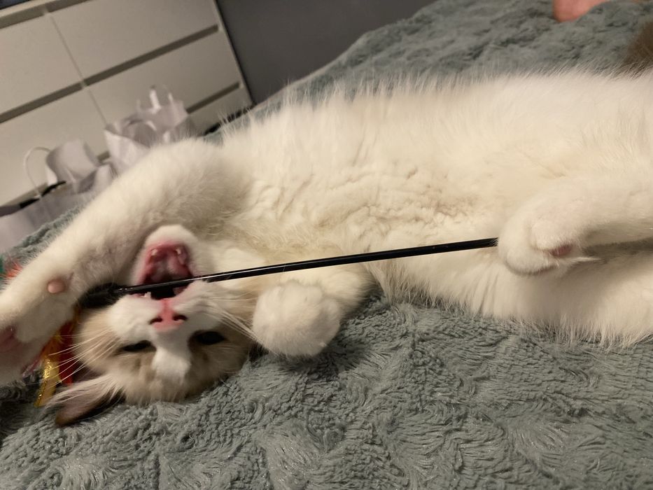 Ragdoll cudne kociaki odbiór na grudzień.