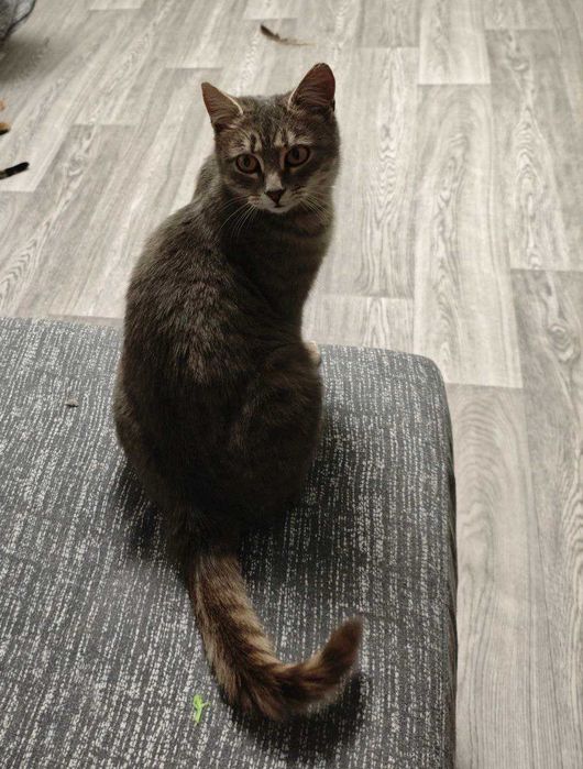 Стерилізована кішечка 6-7 місяців