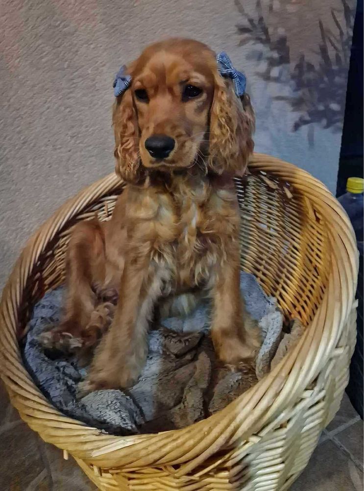 Piesek cocker spaniel angielski KC