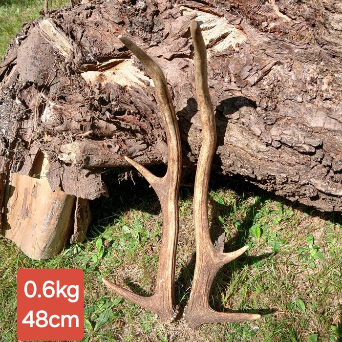 Poroże para poroża poroże jelenia rogi zrzuty trofeum wieniec zrzut