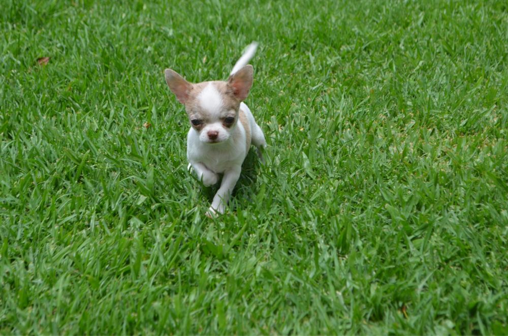 Chihuahua macho mini