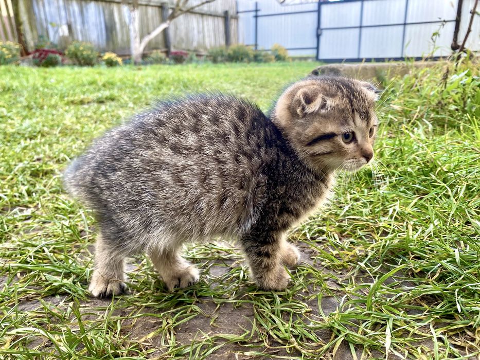 Віддам кошенят в добрі руки