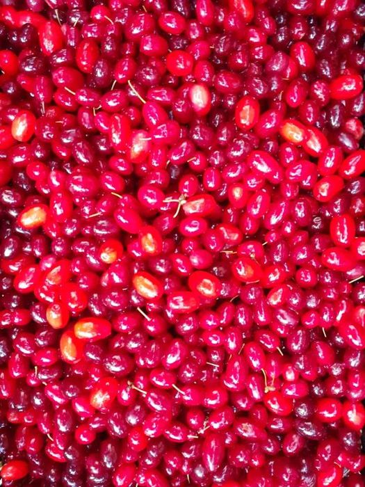 Dereń, 5 kg derenia, owoce derenia