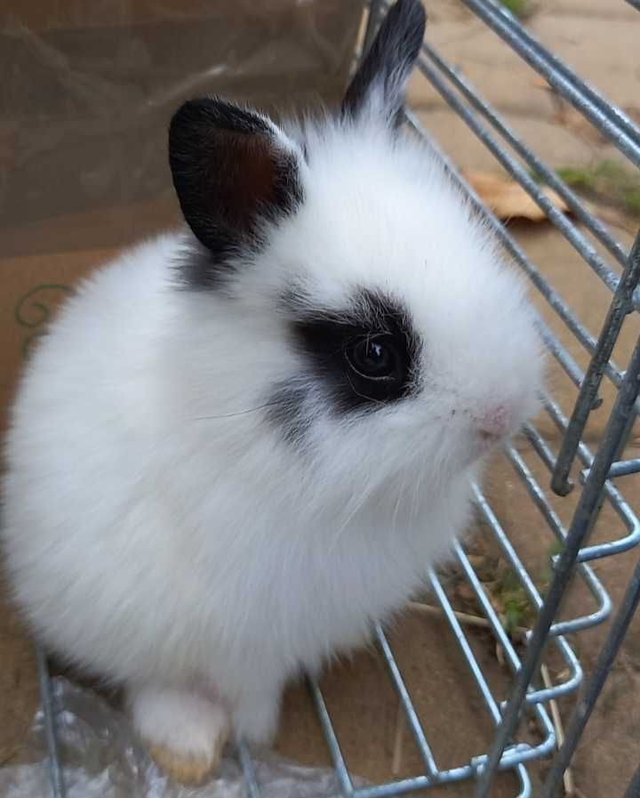 Sliczne kroliczki miniaturki