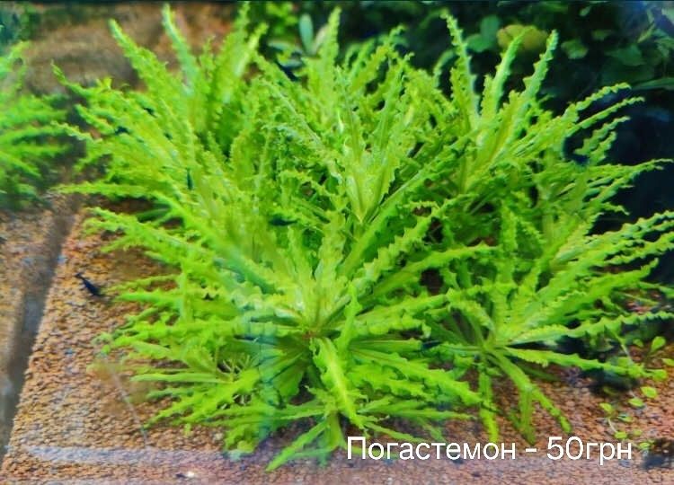 Растения аквариумные ( водоросли ) креветки