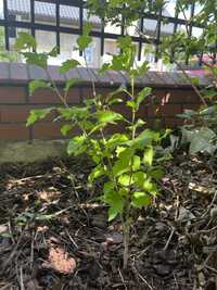 Hibiskus sadzonka (fioletowy)