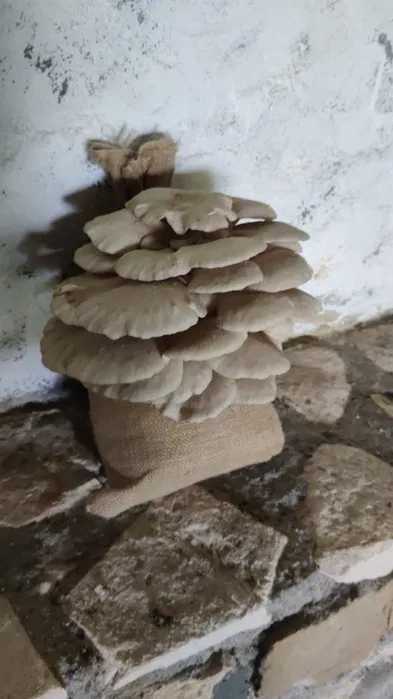 kit cultivo cogumelos