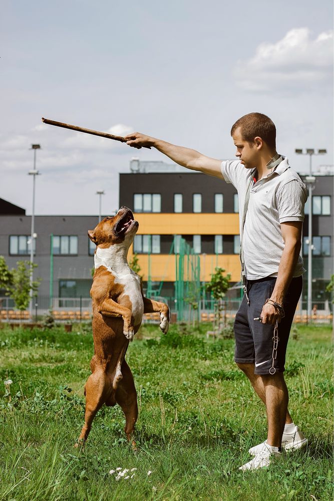 Reproduktor Amstaff