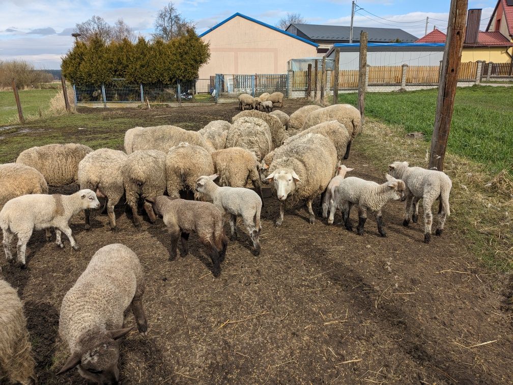 Baranki czarnogłówki  mlode i stare kosarki Baran