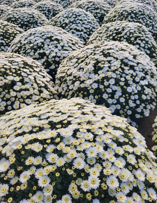 Chryzantemy drobnokwiatowe hurt, detal