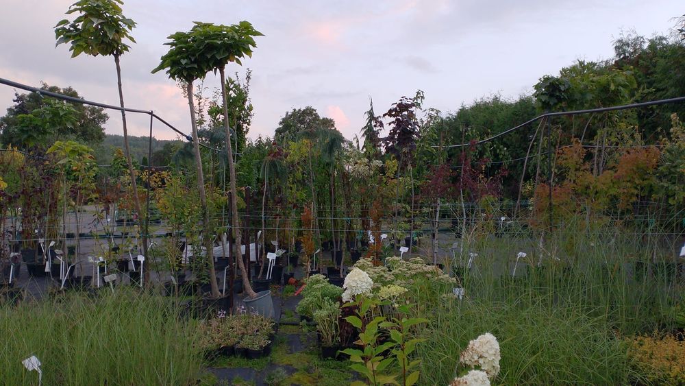 Thuja Smaragd, Tuja Szmaragd 60 cm cena 3 zł