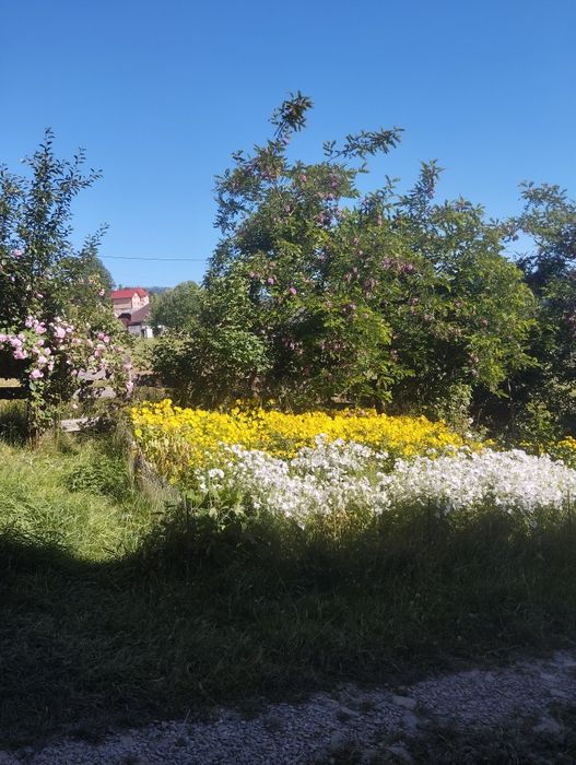 Вільно на Новий рік .Відпочинок у Карпатах. Здається будинок подобовоМ