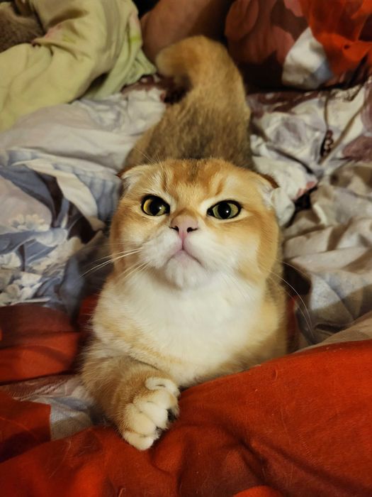 Добрий хлопчик золота шиншилла.