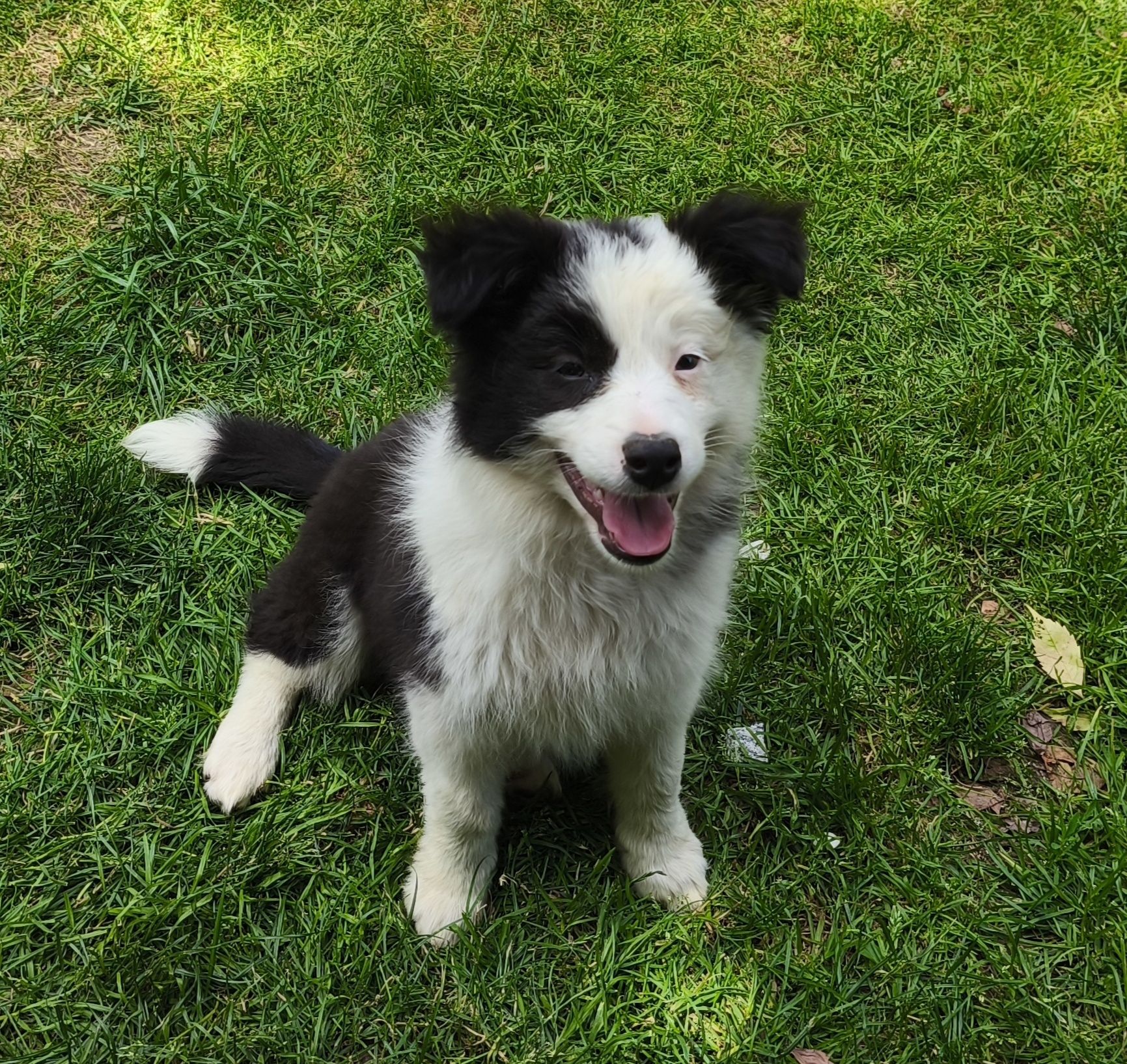 Border collie suczka