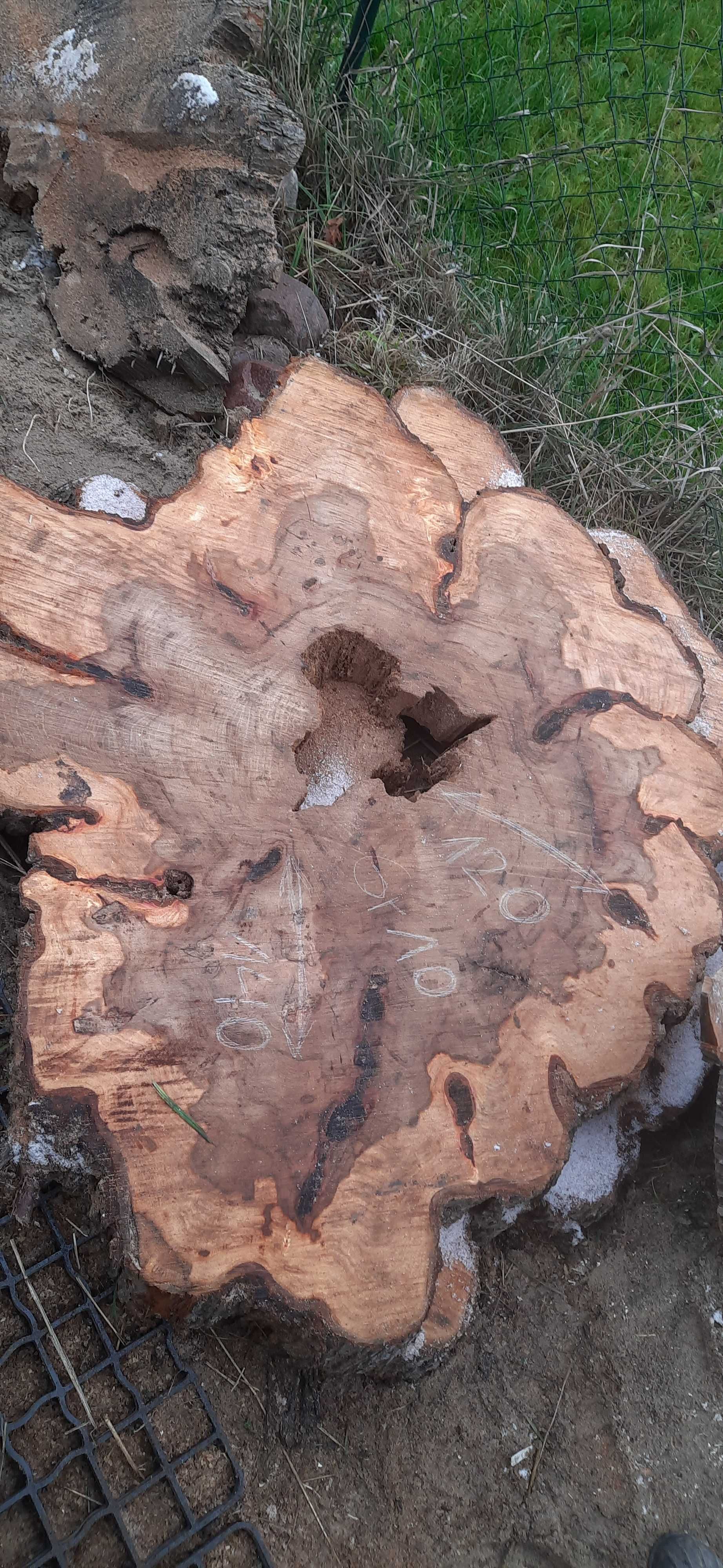 Plaster na stół wiąz