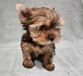 Yorkshire terrier Ocean Pearl suczka