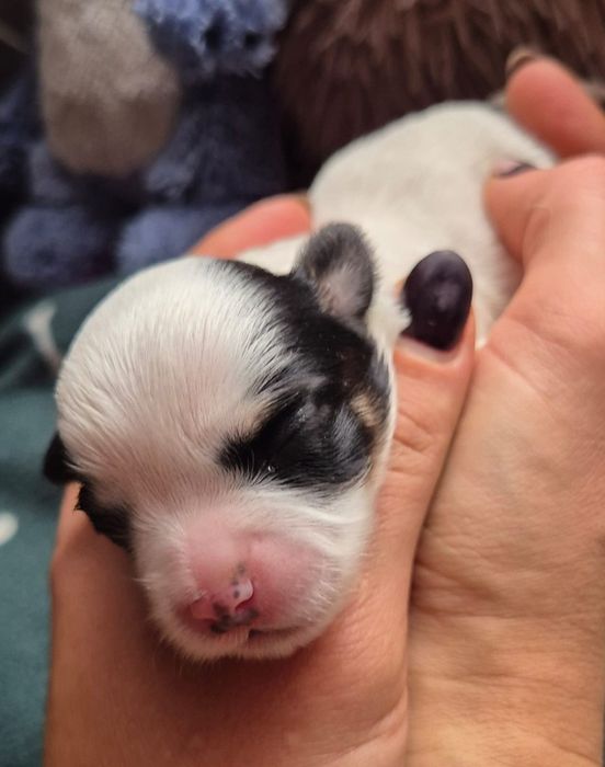 Do Rezerwacji Rocky Morkie