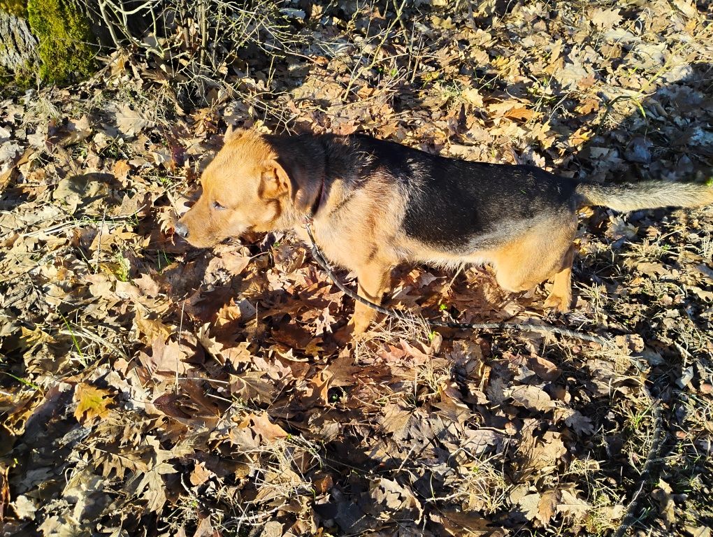 Uroczy Rex szuka domu.