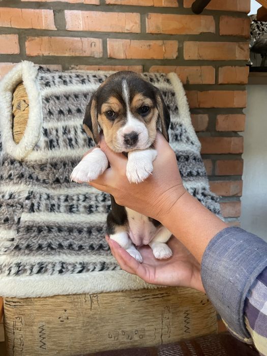 Маленькі біглі шукають свої родини