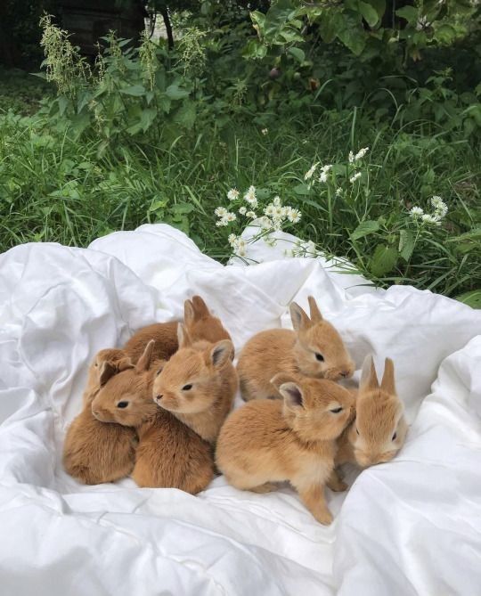 Карликові міні кролики нидерландские голландськие