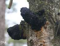 Odporność i zdrowie = czarna huba brzozowa /chaga w całych kawałkach