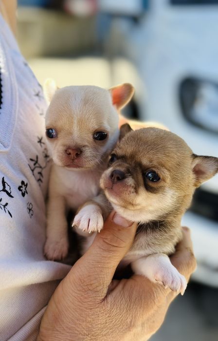 Чіхуахуа дівчинка