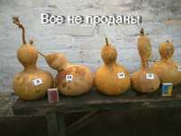 Высушенные плоды лагенарии разных сортов.