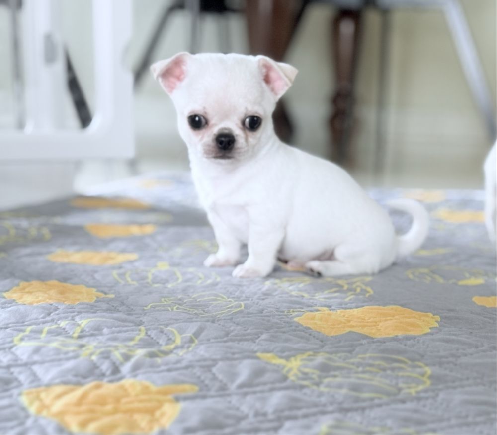 Piesek Chihuahua xs z prawdziwym rodowodem ZKwP FCI