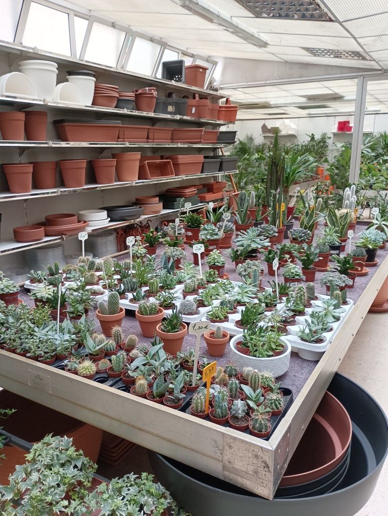 Suculentas e outras plantas