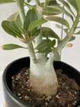 Róża pustyni (adenium obesum, mini baobab) - piękny kaudeks, bonsai