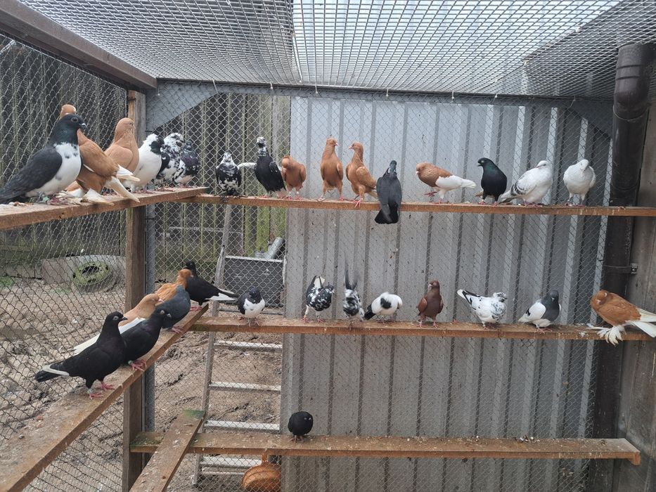 Gołębie lotne deresze czaposze wyszfance