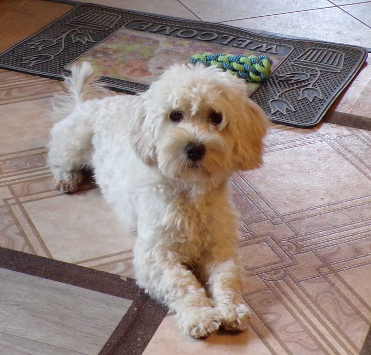 Cockapoo F1 b mini 15 miesięcy wyjątkowa kremowa sunia