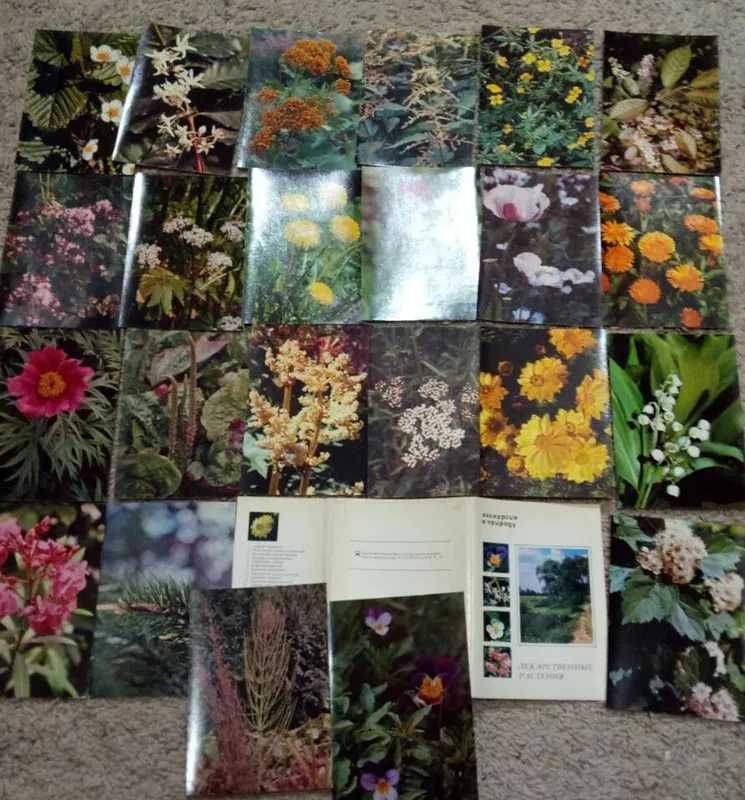 Набор открыток "Экскурсия в природу. Лекарственные растения" 1976,1977