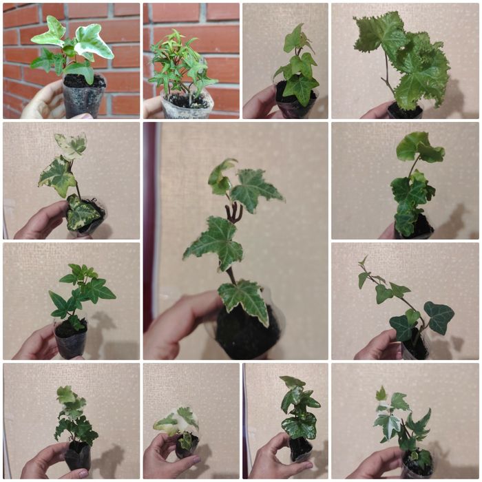 Плющ кімнатний та вуличний 12 сортів