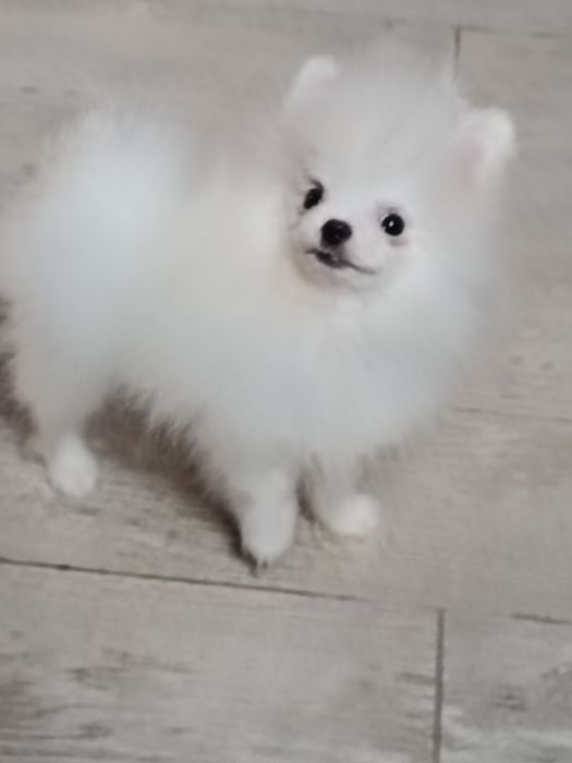 Pomeranian z paszportem, biały piesek