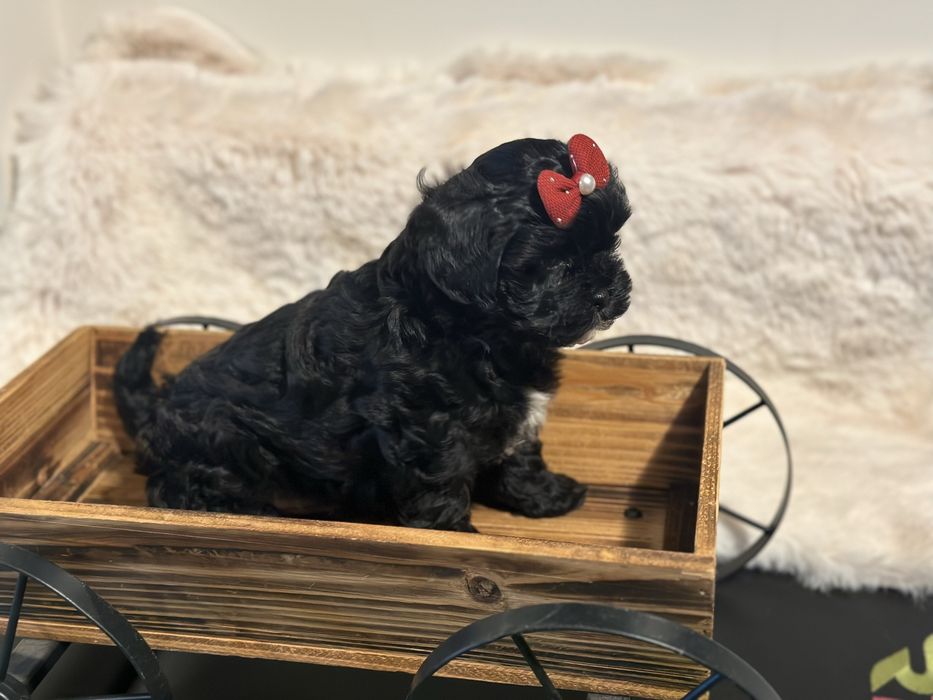 Maltipoo F1 szczeniak z rodowodem