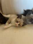 Gatinhos para adoção