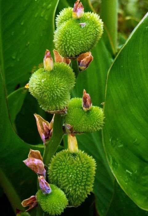 Açores - Canna Limbata - Sementes e Planta - Várias cores - desde 4€