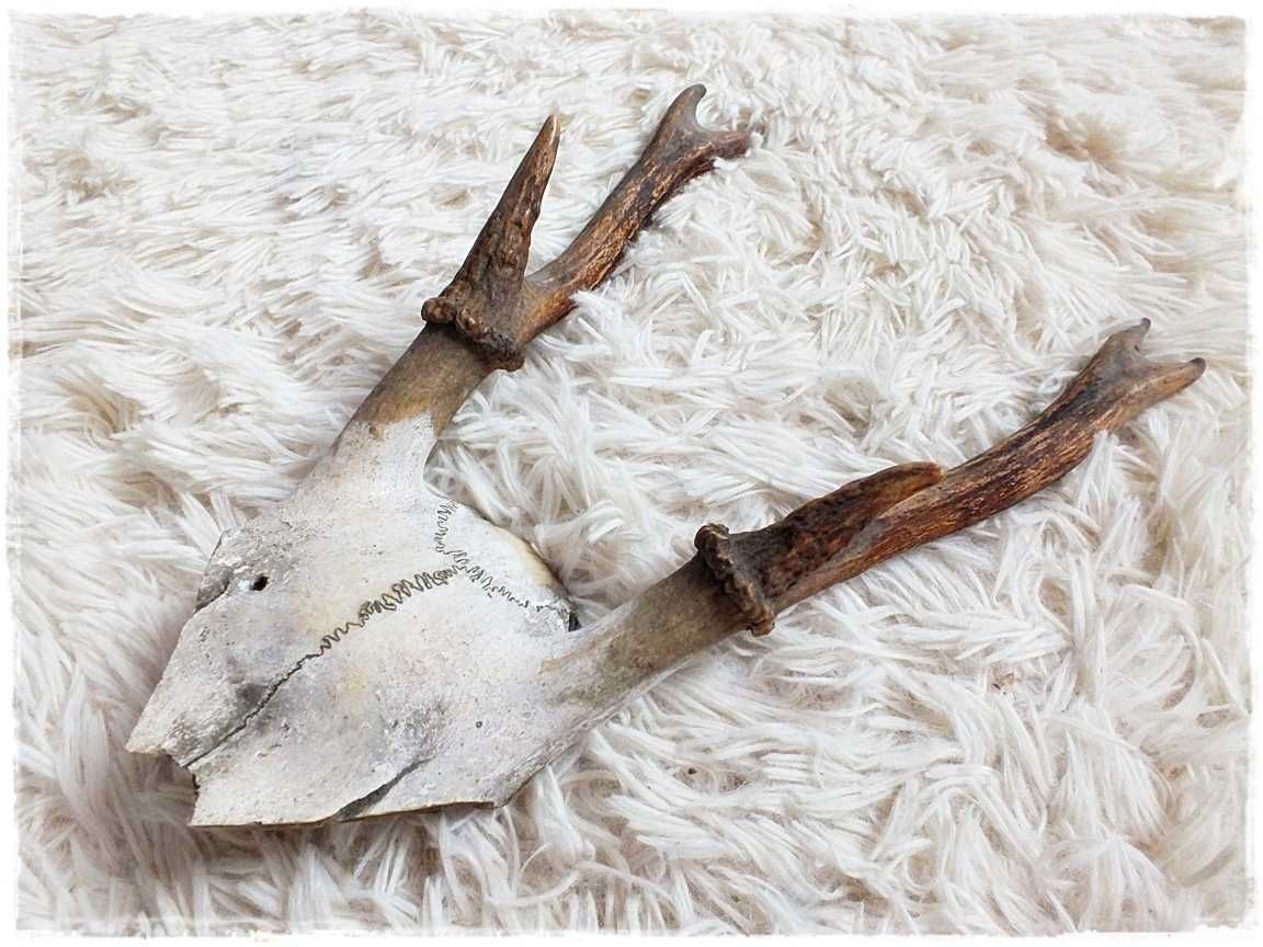Parostki nr12 młodego kozła jelenia z czaszką długość 17cm Trofeum