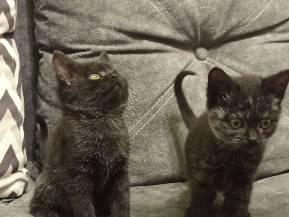 Дві красуні шукають родину