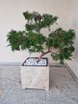 Drzewko ozdobne Bonsai