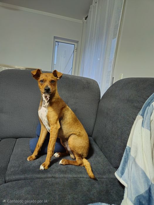 CÃOZINHO PARA ADOÇÃO Lindo e carinhoso